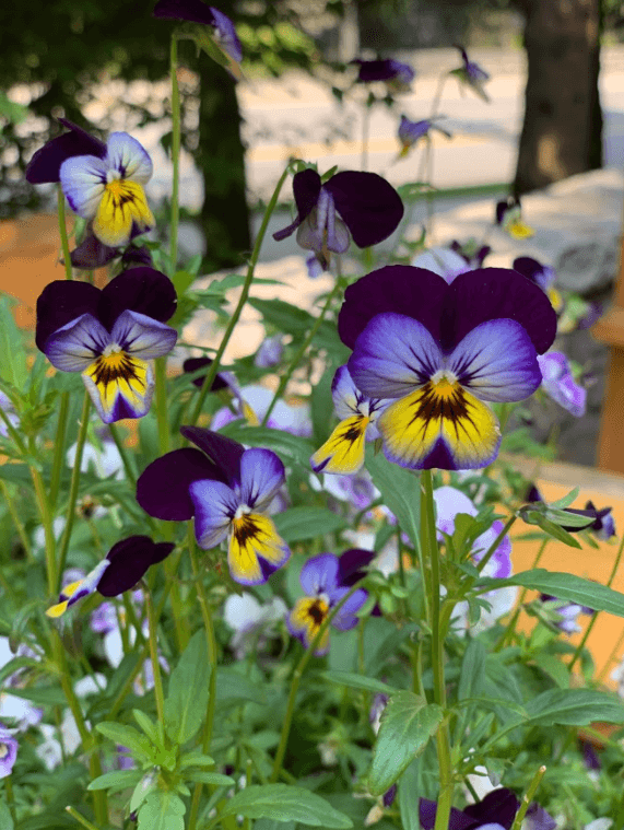 pansies flowers