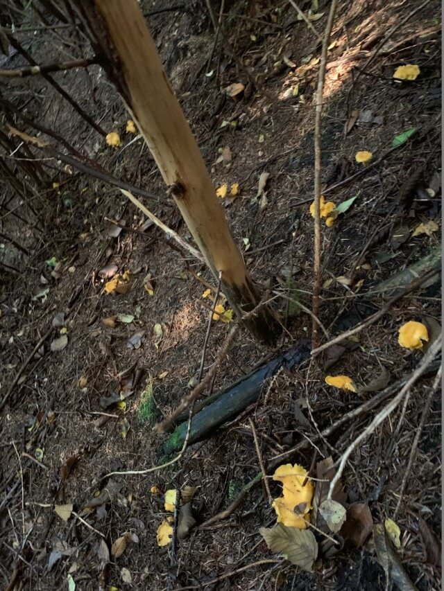 golden chanterelles in the lower mainland