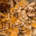 Wild Chanterelle Mushroom Picking Adventure and Recipes