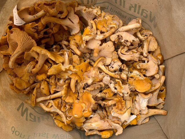 20 pounds of chanterelles