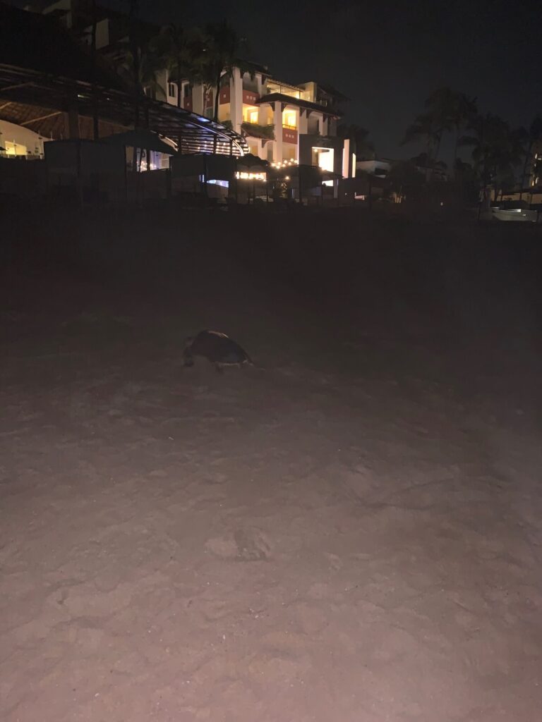 a turtle laying eggs