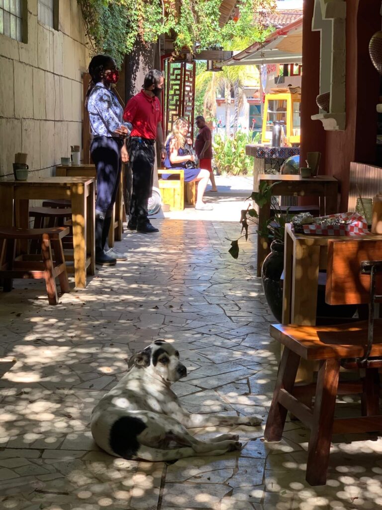 dog named "Spot" at El Cafecito de Mita