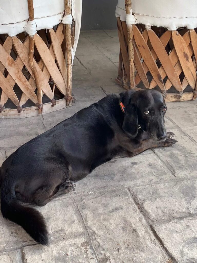 black dog at Organi-k Nuevo Vallarta